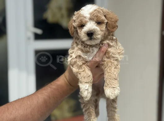 Petmode Köpek Çifrliğinde Ziyareye Açık Maltipoo görsel