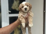 Petmode Köpek Çifrliğinde Ziyareye Açık Maltipoo
