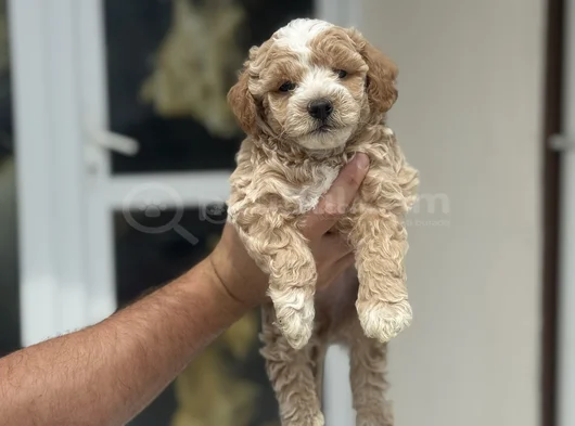 Petmode Köpek Çifrliğinde Ziyareye Açık Maltipoo görsel