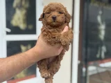 Petmode Köpek Çifrliğinde Ziyareye Açık Maltipoo