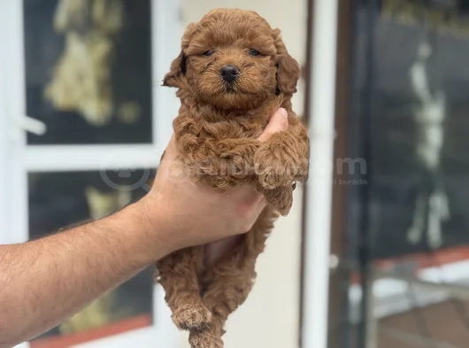 Petmode Köpek Çifrliğinde Ziyareye Açık Maltipoo görsel