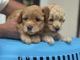 Petmode Köpek Çifrliğinde Ziyareye Açık Maltipoo