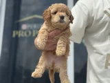 Petmode Köpek Çifrliğinde Ziyareye Açık Maltipoo