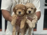 Petmode Köpek Çifrliğinde Ziyareye Açık Maltipoo
