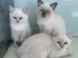 Ankarada Ziyarete Açık Show Kalite British Shorthair Yavrulr