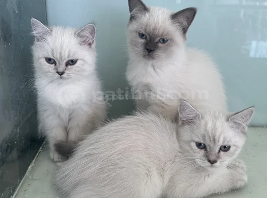 Ankarada Ziyarete Açık Show Kalite British Shorthair Yavrulr görsel