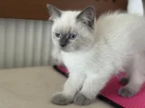 Ankarada Ziyarete Açık Show Kalite British Shorthair Yavrulr