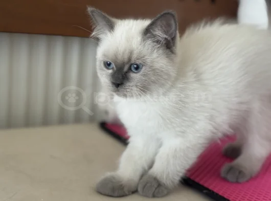 Ankarada Ziyarete Açık Show Kalite British Shorthair Yavrulr görsel