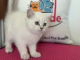 Ankarada Ziyarete Açık Show Kalite British Shorthair Yavrulr