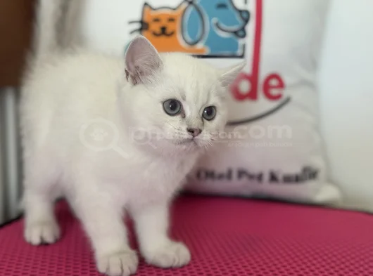 Ankarada Ziyarete Açık Show Kalite British Shorthair Yavrulr görsel