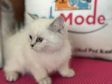 Ankarada Ziyarete Açık Show Kalite British Shorthair Yavrulr
