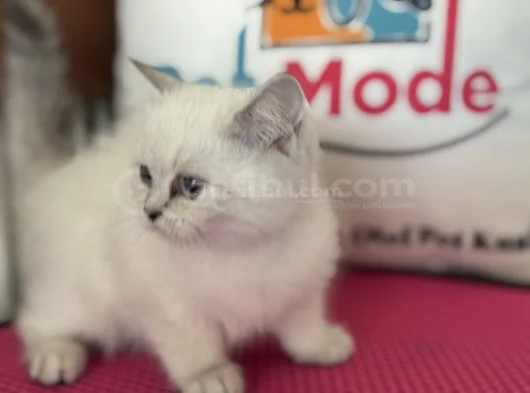 Ankarada Ziyarete Açık Show Kalite British Shorthair Yavrulr görsel
