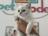 Ankarada Ziyarete Açık Show Kalite British Shorthair Yavrulr