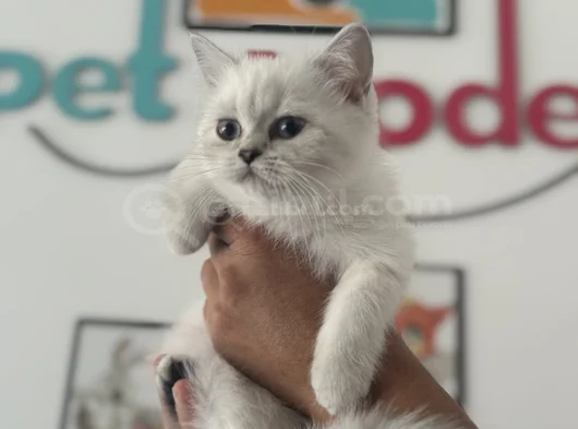 Ankarada Ziyarete Açık Show Kalite British Shorthair Yavrulr görsel