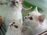 Ankarada Ziyarete Açık Show Kalite British Shorthair Yavrulr