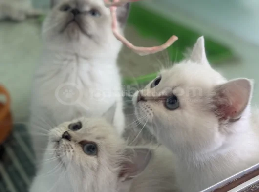 Ankarada Ziyarete Açık Show Kalite British Shorthair Yavrulr görsel