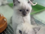 Ankarada Ziyarete Açık Show Kalite British Shorthair Yavrulr