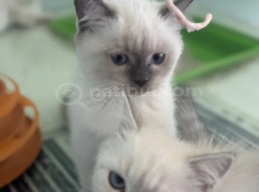 Ankarada Ziyarete Açık Show Kalite British Shorthair Yavrulr görsel