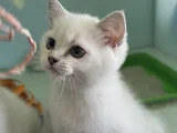 Ankarada Ziyarete Açık Show Kalite British Shorthair Yavrulr