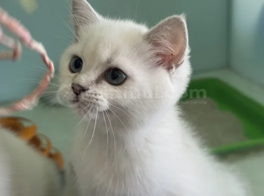 Ankarada Ziyarete Açık Show Kalite British Shorthair Yavrulr görsel