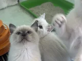 Ankarada ziyarete açık show Kalite British Shorthair yavrulr