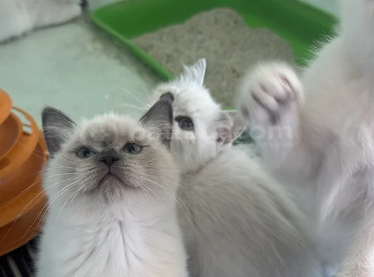 Ankarada Ziyarete Açık Show Kalite British Shorthair Yavrulr