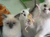 Ankarada Ziyarete Açık Show Kalite British Shorthair Yavrulr