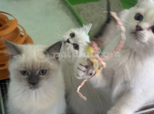 Ankarada Ziyarete Açık Show Kalite British Shorthair Yavrulr görsel