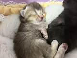 Safkan British Shorthair
