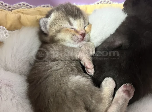 Safkan British Shorthair görsel