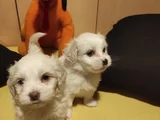 Kar Beyazı Maltese Bebeklerimiz
