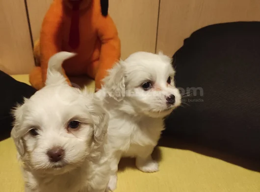 Kar Beyazı Maltese Bebeklerimiz görsel
