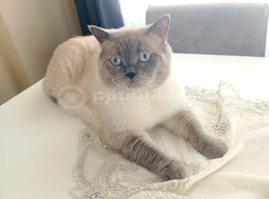 British Shorthair Blue Point görsel