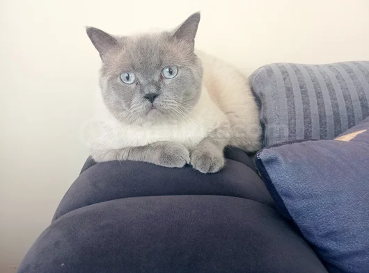 British Shorthair Blue Point görsel