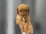 Party Color Toy Poodle
