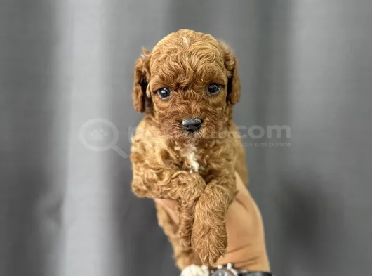 Party Color Toy Poodle görsel