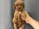 Party Color Toy Poodle