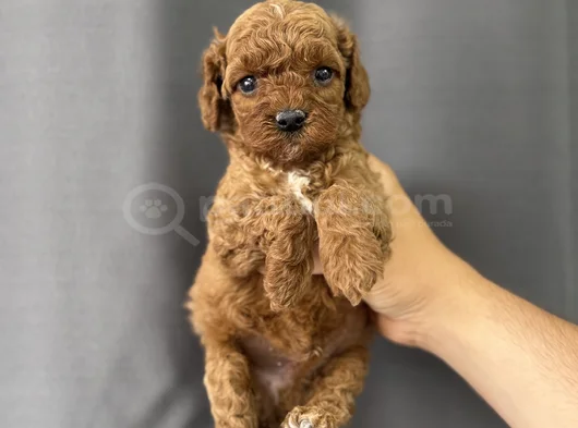 Party Color Toy Poodle görsel