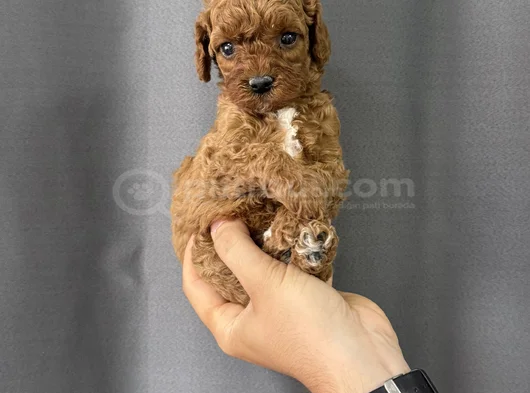 Party Color Toy Poodle