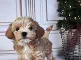 SAFKAN MALTİPOO YAVRULARIMIZ