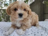 MALTİPOO YAVRUMUZ GOFRET