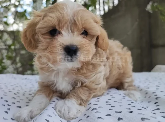 Malti̇poo Yavrumuz Gofret