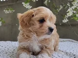 Malti̇poo Yavrumuz Gofret