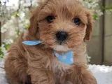 KÜT BURUNLU MALTİPOO BEBEKLER