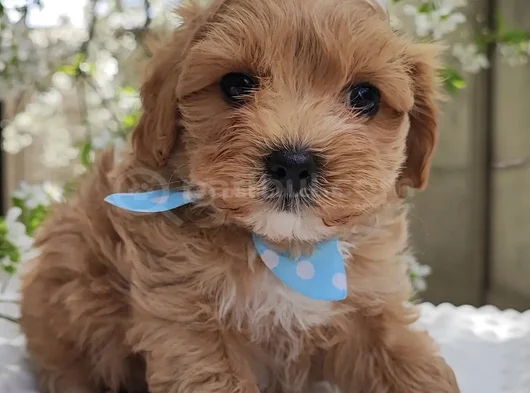 Küt Burunlu Malti̇poo Bebekler
