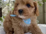 Küt Burunlu Malti̇poo Bebekler