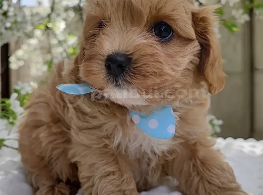 Küt Burunlu Malti̇poo Bebekler görsel