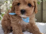 Küt Burunlu Malti̇poo Bebekler