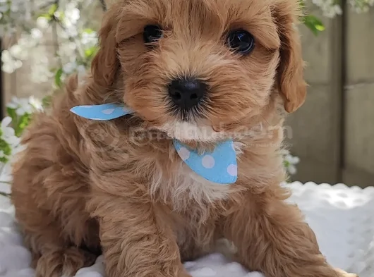Küt Burunlu Malti̇poo Bebekler görsel