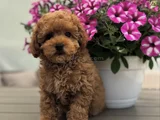 Toy Poodle Yavrumuz Bella
